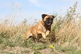 BULLMASTIFF 133